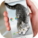 可爱猫动态屏幕软件最新版下载